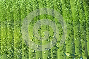 macro Water droplets on banana leaf