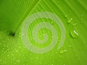 Macro Water droplets on banana leaf