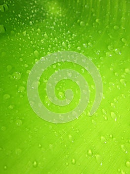 Macro Water droplets on banana leaf