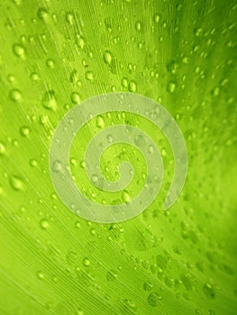 Macro Water droplets on banana leaf