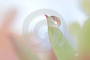 Macro water droplets on green plants