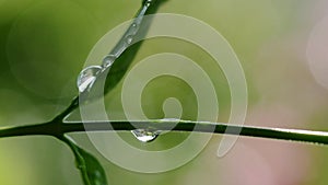 Macro of water droplets on leaf