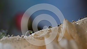 Macro water droplets on petals