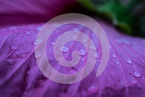 Macro of water droplets on a pink petal