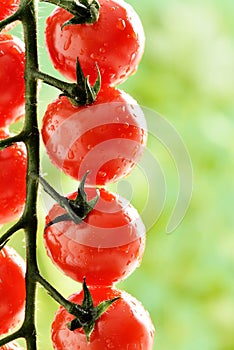 Macro - Water Droplets on Tomato Plant