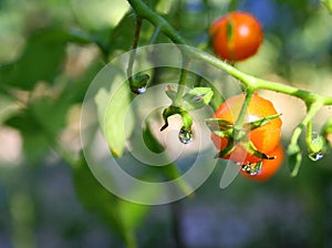 Macro - Water Droplets on Tomato Plant