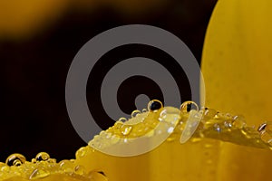 Macro water droplets on yellow petals