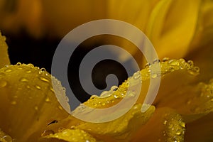 Macro water droplets on yellow petals