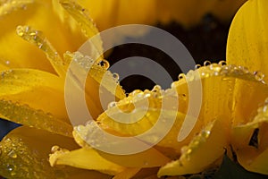 Macro water droplets on yellow petals