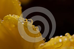 Macro water droplets on yellow petals