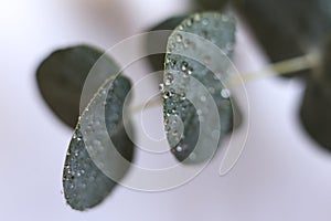 eucalyptus leaves with water drops