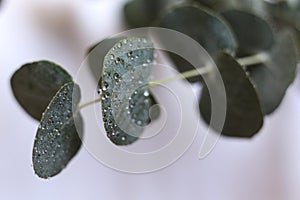 wet eucalyptus leaves