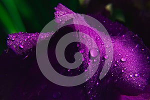 Macro water drops on flower petals background