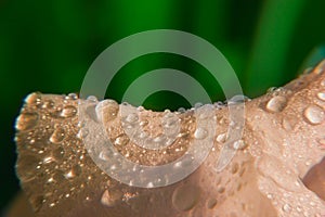 Macro water drops on flower petals background