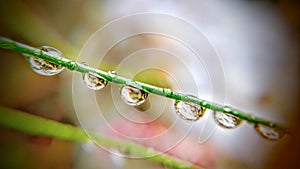 Macro water drops on grass 1