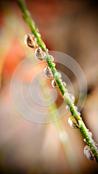 Macro water drops on grass