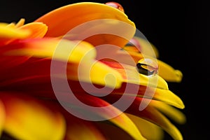 Macro of water drops on orange gerber