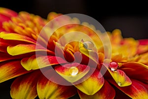 Macro of water drops on orange gerber