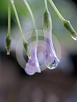 macro of water drops on pink flower bud