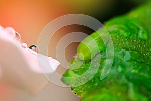 Macro of water drops on a pinky petal of a flower and on a green leaf