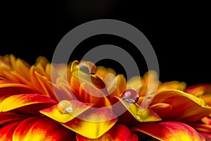 Macro of water drops on a red and yellow gerber