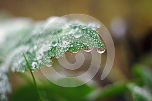 Macro waterdrop