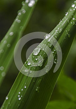 Macro waterdrops on a leaf