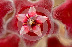 Macro of wax plant