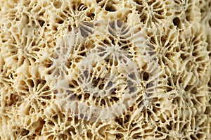 Macro: Weathered coral rock.