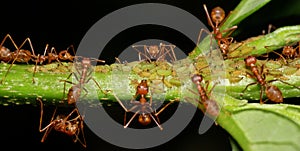 Macro of weaver ants (Oecophylla smaragdina)