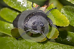 Macro wet black Beetle