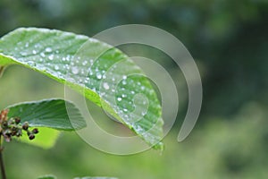 Macro of wet leaf