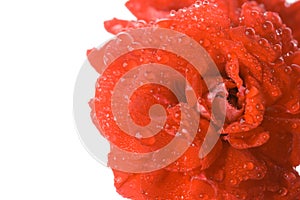 Macro wet red geranium flower