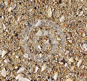 Macro of wet sea sand with shell fragments texture