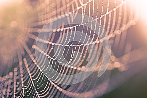 Macro wet spiderweb. Focus on water drops on single strong threads