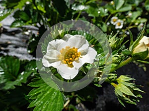 Macro of wet strawberry flower with detailed stamens androecium arranged in a circle and surrounded by white petals on a green