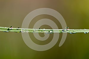 Macro of a wet thin plant leaf with water drops before the blurred green background