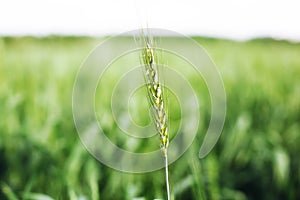 Macro wheat, barley. Beautiful green wheat ear growing in agricultural field, rural landscape. Green unripe cereals. The concept o