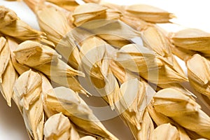 Macro of wheat ears