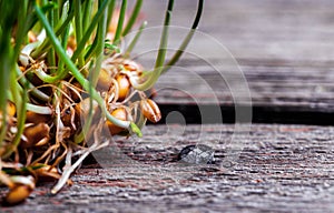 Macro of wheat germs