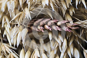 Macro of wheat or grane