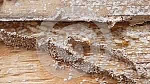 macro white ants or termites on decomposing wood. As an enemy of wooden houses as well.