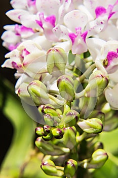 Macro - White and bright purple orchid