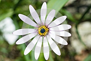 Macro of a white cape daisy