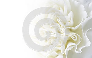 Macro white carnation flower background