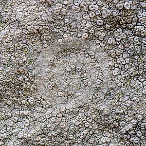 Macro of white crustose lichen, UK. On stone.