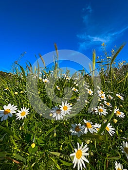 Macro of white daisies with green grass and blue sky