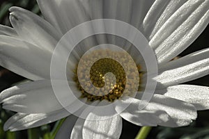 Macro of a white daisy with soft petals