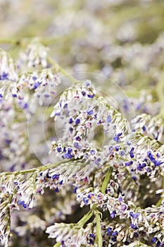 Macro white Dried Caspia Flowers background