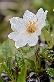 Macro of white Dryas